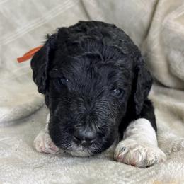 Rook - Orange Collar - Parti male Poodle puppy in Monroe, North Carolina from The Klepper Homestead