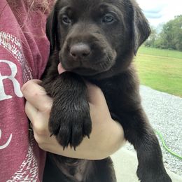Dilute Retriever and Labrador Retriever Puppies from CKB Labradors