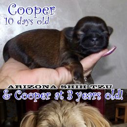 Shih Tzu All Grown Up from Arizona Shih Tzu
