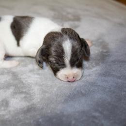 Buzz - Dapple male Dachshund puppy in Midland, Texas from The Barefield Doxies