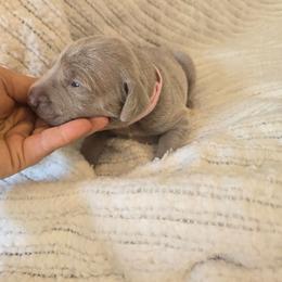 Pink collar - Silver gray female Weimaraner puppy in Frostproof, Florida from Waggin' Weims