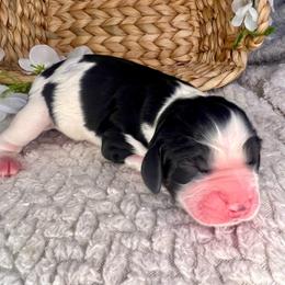 A.C. Slater - Black and white male English Springer Spaniel puppy in Swainsboro, Georgia from Sweet Georgia Springers
