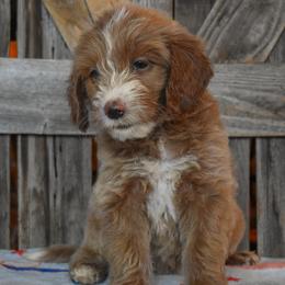 Female 2 of 3 - Apricot female Goldendoodle puppy in Macedon, New York from Toodles Goldendoodles