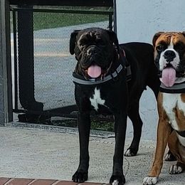 Boxers from Perdigao Boxers