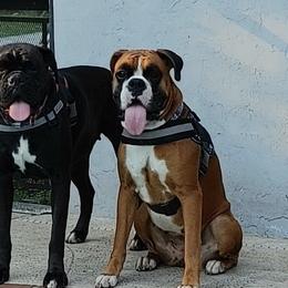 Boxers from Perdigao Boxers