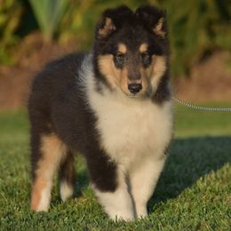 Wynn - Black white and tan male Collie puppy in Danville, Pennsylvania from Brookwood Collies, Smooth & Rough