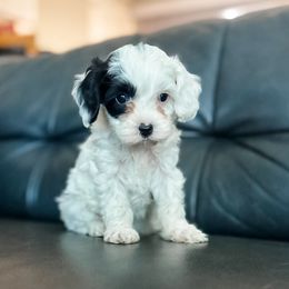 Snowy - Black and white female Cavapoo puppy in Saint George, Utah from Fitzdoodles
