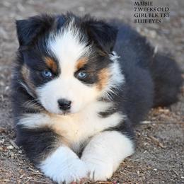 Maisie - Black tri female Miniature Australian Shepherd puppy in Patterson, North Carolina from DreamLine Aussies