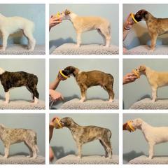Borzoi Puppies from Rezance Borzoi