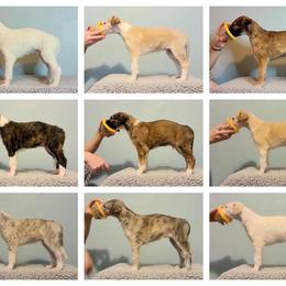 Borzoi Puppies from Rezance Borzoi