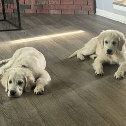Golden Retriever Puppies from Chastity's Golden Retrievers