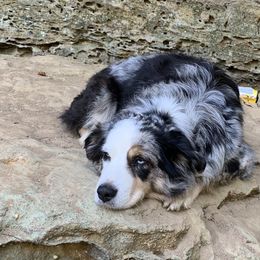 Miniature Australian Shepherds from Maddy McKinney