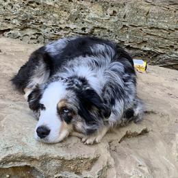 Miniature Australian Shepherds from Maddy McKinney