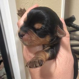 Althia - Chocolate female Morkie puppy in Winston Salem, North Carolina from Patty’s Paws