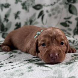 Annie - Red female Dachshund puppy in Dothan, Alabama from Little House Pups