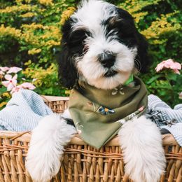 Yellow Girl - Black and white female Bernedoodle puppy in Mckinney, Texas from Doodles of North Tx