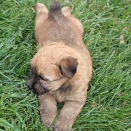 Australian Shepherd and Soft Coated Wheaten Terrier Puppies from Ironwood Ridge Kennels