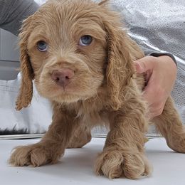 Freckle - Buff Boy Light Nose - Buff male Cockapoo puppy in Ocean Township, New Jersey from Teddy Bear Cockapoos