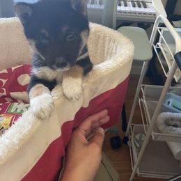 Girl 1 - Black and tan Shiba Inu puppy in California from Nippo Shiba