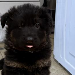 German Shepherd Puppies from Circle Oaks Shepherds