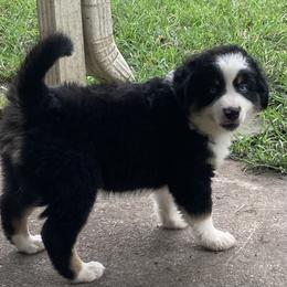 American Eskimo Dog, Miniature American Shepherd, and Miniature Australian Shepherd Puppies from Connie's American Eskimo Dogs and Mini Australian Shepherd Dogs