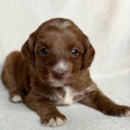 Purple - Caramel red female Australian Labradoodle puppy in Auburn, Washington from West Valley Labradoodles