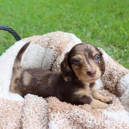 Mocha - Dapple female Dachshund puppy in Hawthorne, Florida from Circle M Dachshunds