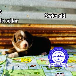 Purple collar - Red tri-color female Australian Shepherd puppy in Greenville, Texas from Amandas Aussies