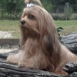 Makentire - Lhasa Apso