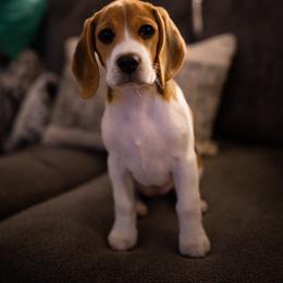 Beagle Puppies from Long Creek Beagles