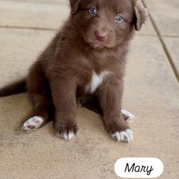 Mary - Red & white female Australian Shepherd puppy in Temecula, California from Boulder & Branch Aussie Ranch