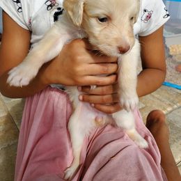 Aussiedoodle Puppies from S & L Oodles of Doodles