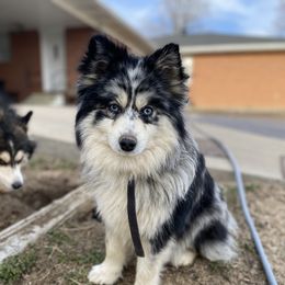 Pearl - Pomsky