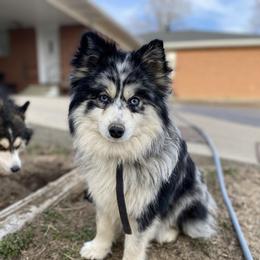 Pearl - Pomsky