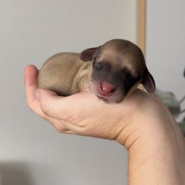 Girl 1 - Cream Dachshund puppy in California from Posh Little Doxies