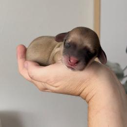 Girl 1 - Cream Dachshund puppy in California from Posh Little Doxies