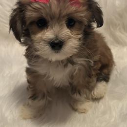 Morkie and Yorkshire Terrier Puppies from JoAnne Bergeron