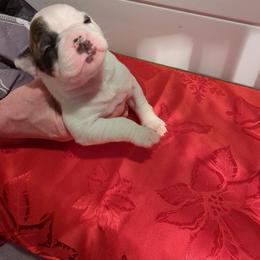 Girl 3 - White female American Bulldog puppy in La Porte, Indiana from Slayton's American Bulldogs