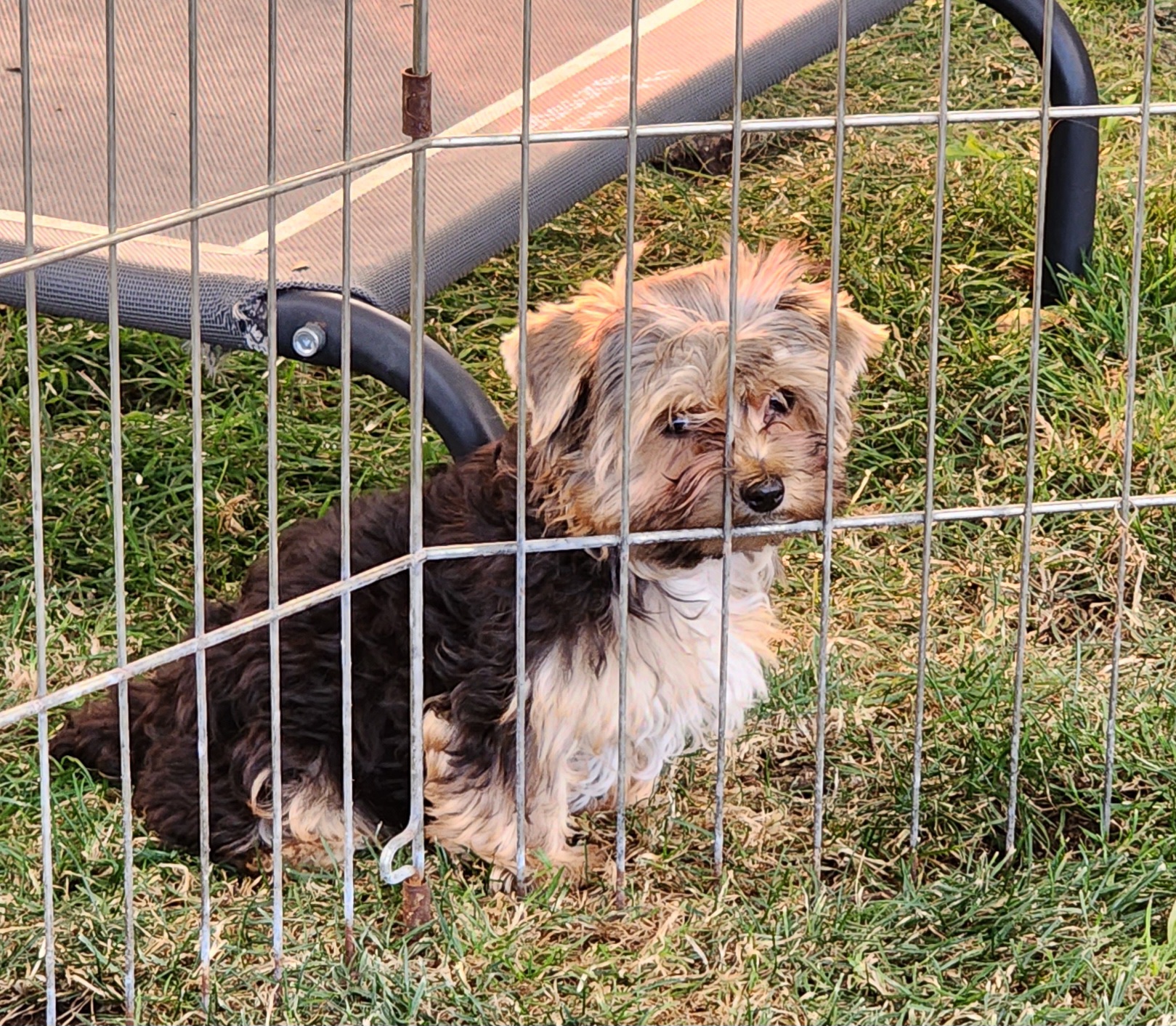 Puppy Girl Paisley - Black and tan female Yorkshire Terrier puppy in Sequim, Washington from Spirit Valley Family