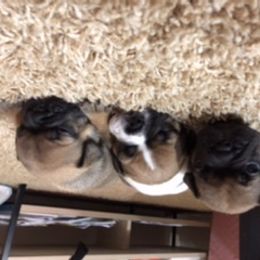 French Bulldog Puppies from PNW French Bulldogs