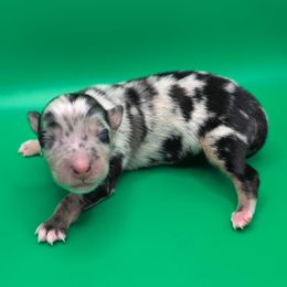 Remi3Boy2- BMM,Long,AKC,OFAs,Genetics - Blue merle male Australian Shepherd puppy in South Hill, Virginia from Silverside Aussies LLC