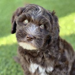 Lucky Country Winston (Orange collar male) - Chocolate Australian Labradoodle puppy in Wake Forest, North Carolina from Lucky Country Labradoodles