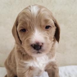 Goldendoodle Puppies from Golden Law Kennels