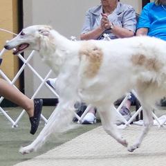 Borzois from Anotak Borzoi