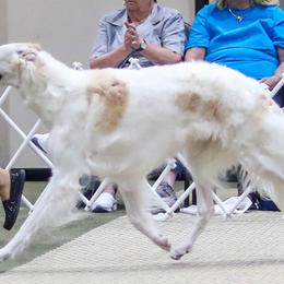 Borzois from Anotak Borzoi