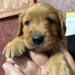 Boy 1 - Golden male Golden Retriever puppy in Princeton, Minnesota from Bewitched Goldens