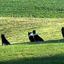 Australian Shepherd Puppies from Diamond Ridge Aussies