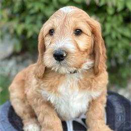 Ferrari - Apricot male Goldendoodle puppy in Chelan, Washington from North Cascades Doodles