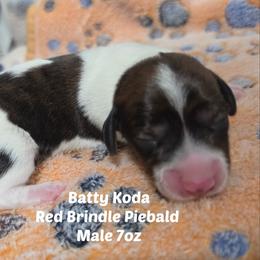 Batty Koda - Brindle male Dachshund puppy in Hoquiam, Washington from Heyd's Mini Dachshunds