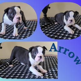 Arrow - Black and white male Boston Terrier puppy in Rogersville, Alabama from Angel's Boston Terriers and French Bulldog